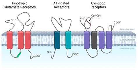 Voltage Gated Ion Channels