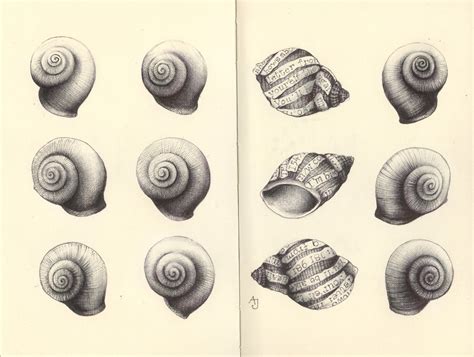 Image result for Snail Shell Drawing