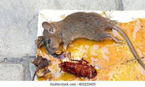 1,230 Cockroach Mouse Royalty-Free Photos and Stock Images | Shutterstock