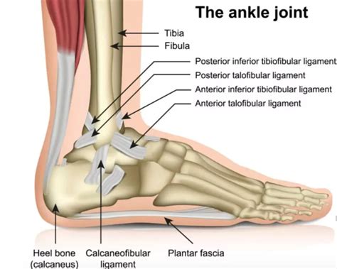Physical Therapy for Ankle Impingement-Mangiarelli Rehabilitation