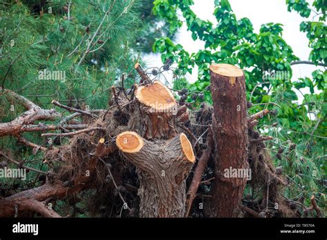 Pine Tree Problems 的图像结果