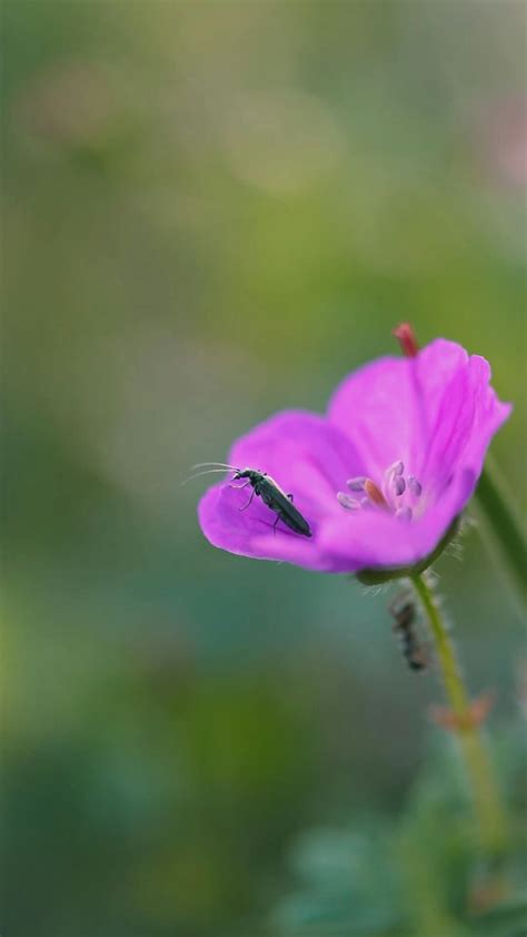 Horse Mating Close Up