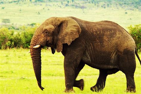 Image result for Elephant Geyser Toothpaste