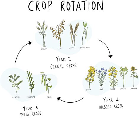Crop Rotation - Explore Saskatchewan Agriculture