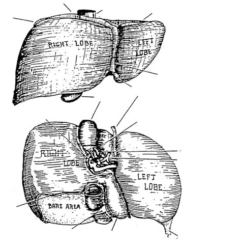 Liver Diagram | Quizlet