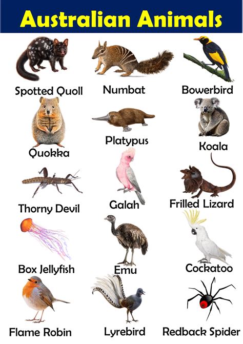 List of Australian Animals Vocabulary - Vocabulary Point