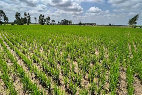 el nino impact made food inflation a challenge for government as all ...