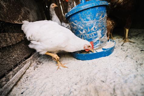 Phytogenics: Nature's toolbox for healthy Gut function in poultry bird