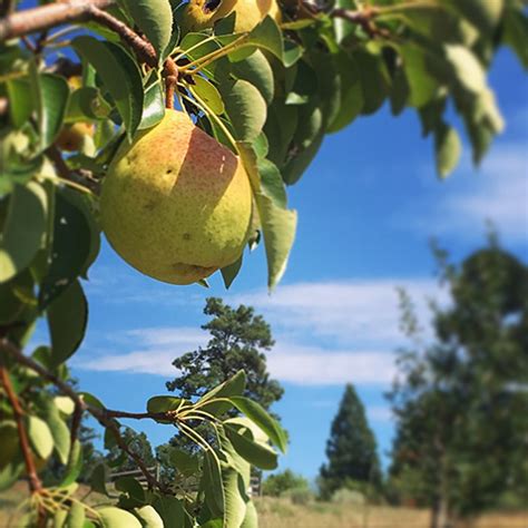 Adding Fruit Trees to Your Landscape | Highlands Ranch Metro District