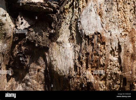 Image result for Oak Tree Rot Base of Trunk