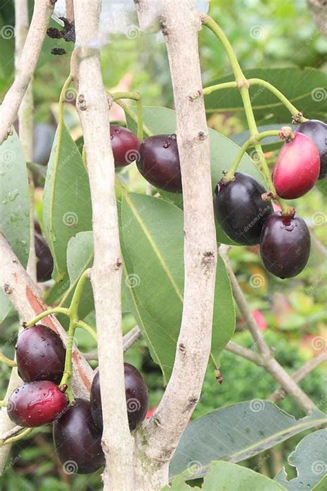 Image result for Java Plum Fruit Tree