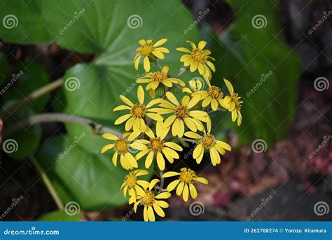 Green Leopard Plant Farfugium Japonicum Flowers. Stock Photo - Image of ...
