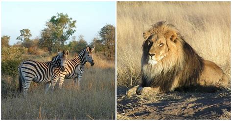 Bored At Home? Take Your Family On A Virtual Safari At Kruger National ...