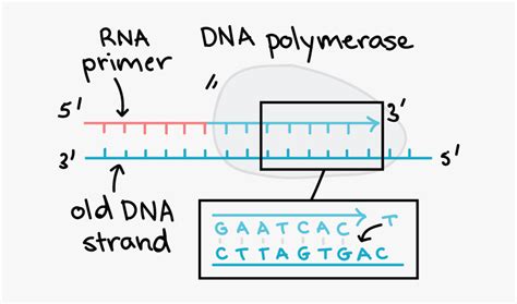 Image result for How to Make DNA Complementary Strands