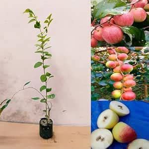 Adrija Plant Nursery Ber Apple Live Fruit Plant | Healthy Grafted Plant ...