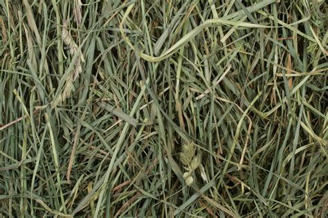 Orchard Grass — Calaway Trading