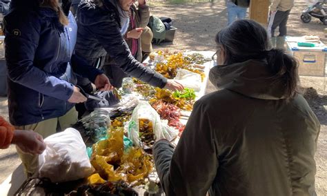 Havets salatbar - Høsting og matlaging med tang og tare, Svalereiret ...