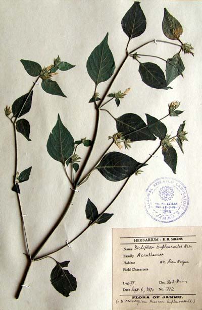 Dicliptera bupleuroides