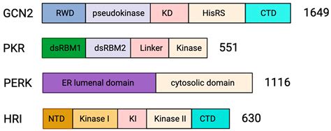 Cellular Stress: Modulator of Regulated Cell Death