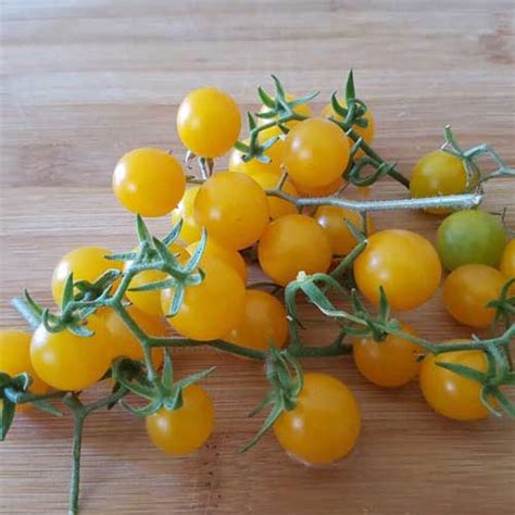 Buy Tomato Cherry Yellow Golden Currant Seeds – High Yield, Sweet ...