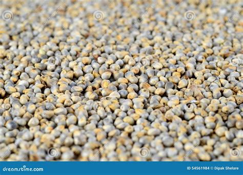 Pearl millet (Bajra). stock photo. Image of delicious - 54561984