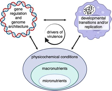 Frontiers | Metabolism and physiology of pathogenic bacterial obligate ...