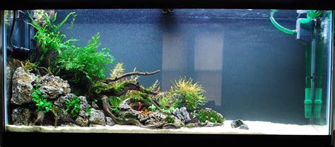 60 gallon aquarium fish ideas