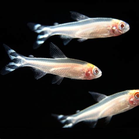 Albino Rummy Nose Tetra | Planted Tank Fish | Single – cloningaquapets