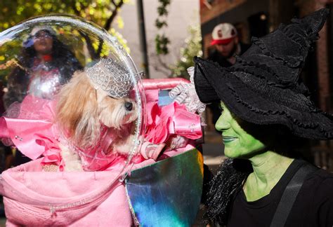 In pictures: Halloween gone to the dogs - October 28, 2024 | Reuters