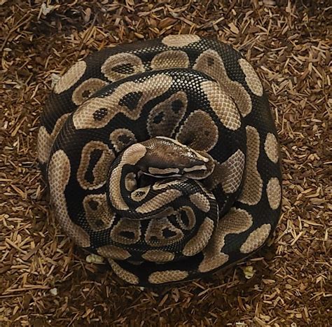 Image result for Ball Python Vitamins