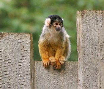 Image result for Monkeys Learning Sign Language