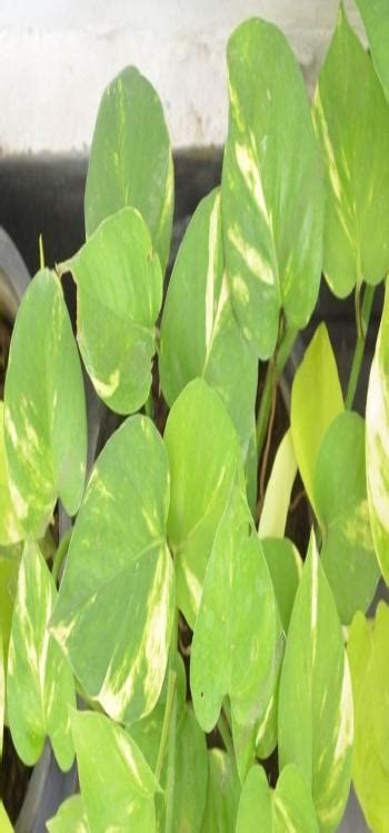 Money Plant Vastu at Home - Direction, Placement, Benefits and More