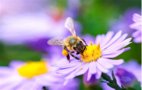马蜂和蜜蜂的区别，附其生物学分类 - 农敢网