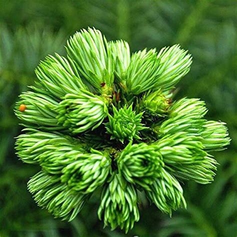 20Pcs Juniper Seeds Flowers Purify The Air Absorb Harmful Gases Seed ...