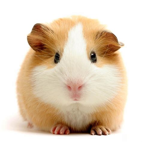 Pin by Lindsay Betz on Cute | Cute guinea pigs, Guinea pigs, Guinea pig ...