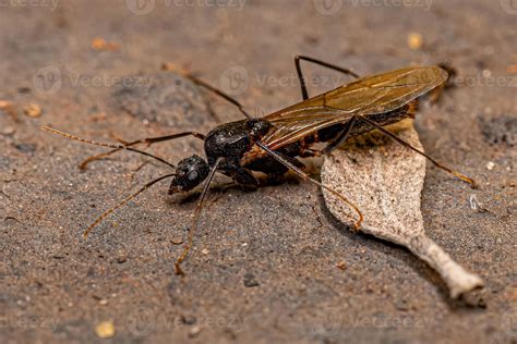 Adult Male Winged Carpenter Ant 13070657 Stock Photo at Vecteezy