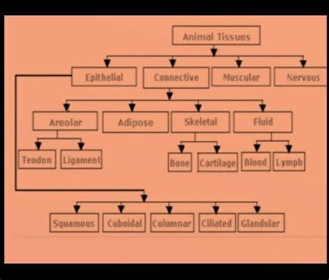 Q.1 Draw a chart showing classification of animal tissues. Q.2Describe ...