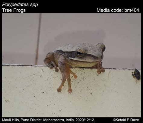 Polypedates spp. - Tree Frogs | Amphibians