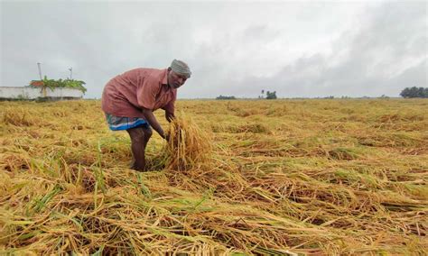 Rain and winds destroy paddy crops on verge of harvest in Vriddhachalam