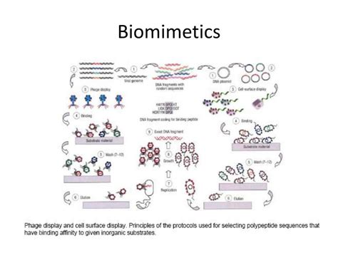 Image result for Biomimetics Examples