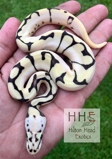 Orange Dream Fire Pastel Spider Ball Python by Hilton Head Exotics ...
