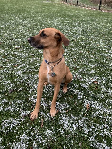 Rhodesian Ridgeback Black Lab Mix