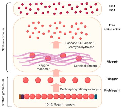 Skin Barrier Abnormalities and Immune Dysfunction in Atopic Dermatitis