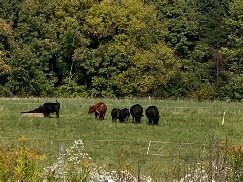 Organic Meat Farms 的图像结果