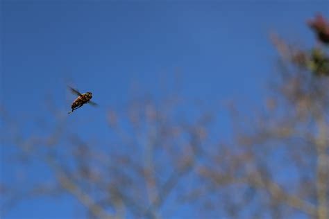 Image result for Free-Flying Bee Video Clips