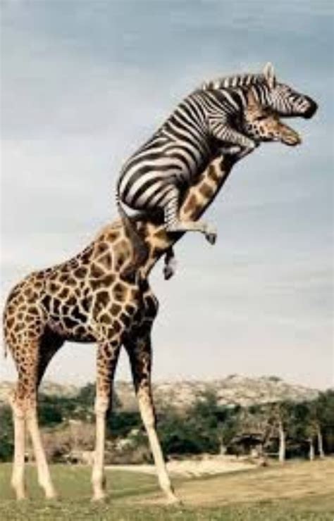 7 Stunning Real Animal Stunts Revealed