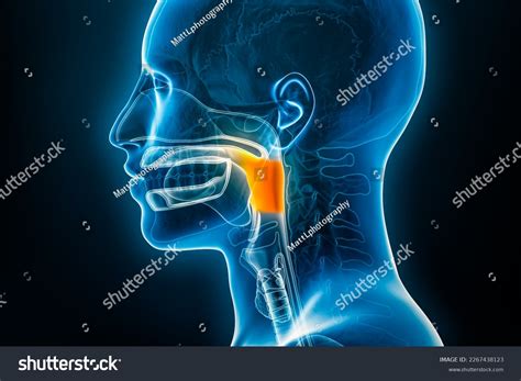 Posterior Oropharynx Anatomy