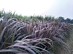 Red napier grass stick,100% germination (70 stick) : Amazon.in: Garden ...