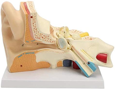 Buy Ear Mode, Ear Human Anatomy Anatomic Model Didactic Zoomed 5 Times ...