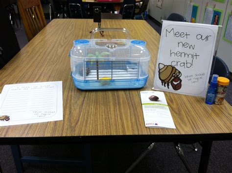 Pet Hermit Crab Names